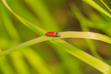 firefighter beetle with red back and black head with antennae on a long blade of grass