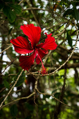 Crimson Hibiscus in Bloom