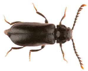 Drilus concolor is a species of beetle in the family Elateridae and the genus Drilus. Click beetle Drilus concolor isolated on white background, dorsal view.
