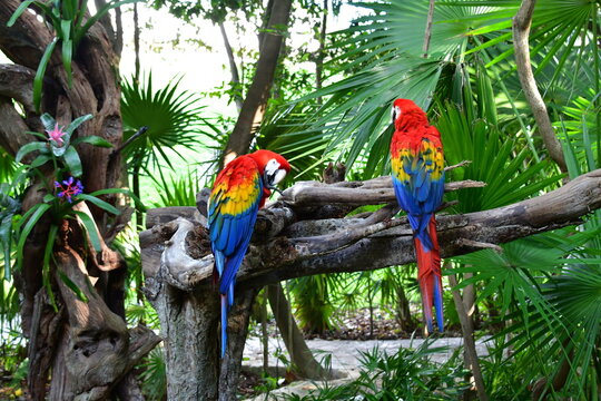 Xcaret Park- Riviera Maya -Mexico- exotic birds-the parrot. 10