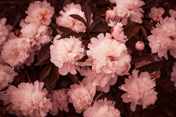 Fluffy peonies flowers background. Spring flowers concept. For design. Nature.
