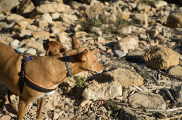 dogs in a beach with rocks enjoying a sunny day in the summer.
