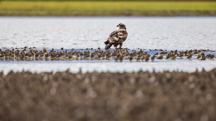 Juvenile majestic American bald eagle bird stands in a shallow lake surrounded by large flock of small birds on a farm in Pacific Northwest USA