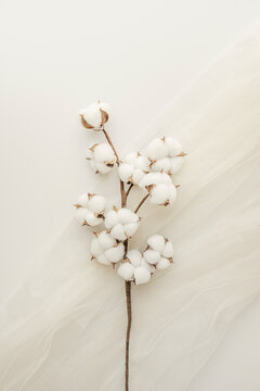 cotton branch on white background