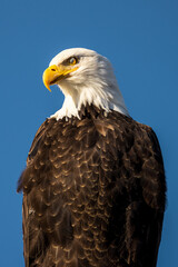 Portrait of majestic American bald eagle bird in front of clear blue sky background in Pacific...