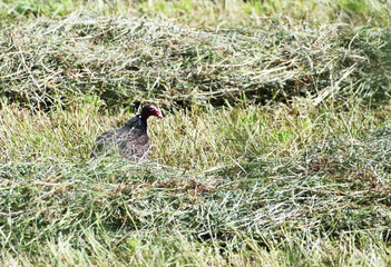 Turkey Vulture in the Hay