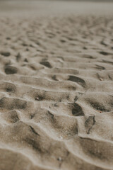 Fototapeta na wymiar texture of sand with white snails