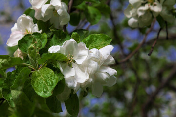 Fototapeta premium Large white flowers on a branch of an apple tree