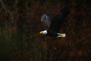 Portrait of majestic American bald eagle bird flying with large wings outstretched in the dark rainy forest in Pacific Northwest USA