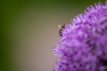 Bee on ornamental onion