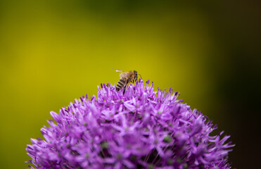 Bee on ornamental onion