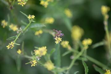 robber flies mating