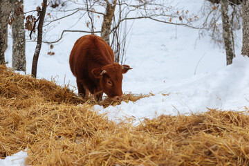 Cow eating hay in the winter snow. Scottish cow grazing in a forest