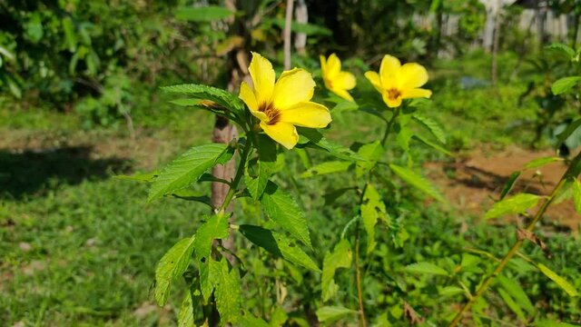 damiana flower (Turnera diffusa) in the morning