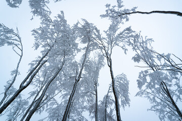 Icy and snow-covered forest in Polish mountains during a frosty January day. Kłodzko area - obrazy, fototapety, plakaty