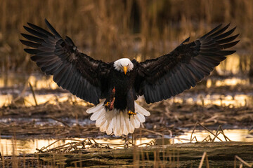 Portrait of majestic American bald eagle bird flying at golden sunrise or sunset landscape with large wings outstretched carrying food in talons in the forest in Pacific Northwest USA
