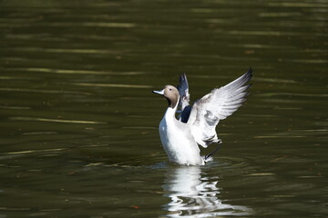 northern pintail in flight