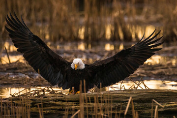 Portrait of majestic American bald eagle bird flying at golden sunrise or sunset landscape with large wings outstretched carrying food in talons in the forest in Pacific Northwest USA

