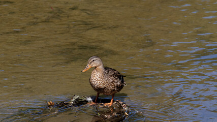 Female Mallard Duck 