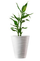 green bamboo with juicy foliage in a pot of white color on a white isolated background