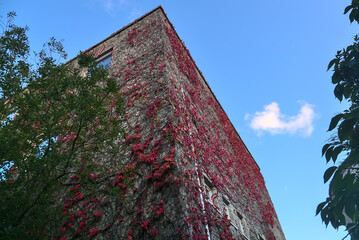 Beautiful bottom wide angle view of autumnal dark pink leaves of ivy hedera helix plant clinging and climbing on the building, Dublin, Ireland. Pink autumn leaves. Pink and blue. Against the blue sky