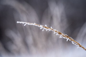Blade of reed grass covered in rime ice in winter, with selective focus with narrow depth of field