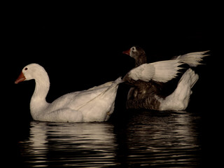 Geese on the lake