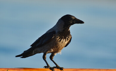 Close Up of a Rook on Rail