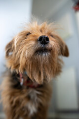 yorkshire terrier portrait