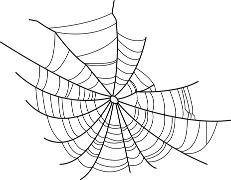 Vector image of a spider web.