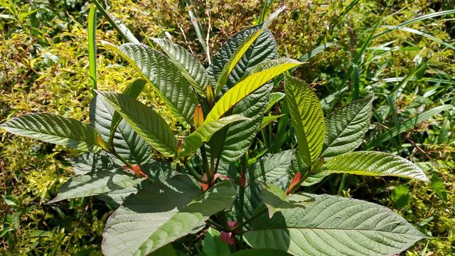 kratom plant (Mitragyna speciosa) grows wild in tropical borneo