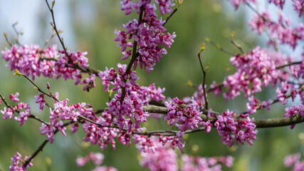 Eastern Redbud, or Eastern Redbud Cercis canadensis purple spring blossom in sunny day. Close-up of Judas tree pink flowers. Selective focus. Nature concept for design.