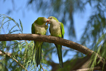 A pair of monk parakeet (myiopsitta monachus), or quaker parrot