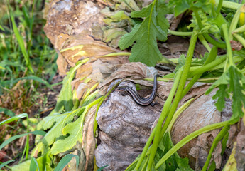 Dying and drying leaves in the garden make a nice place for this little five lined skink lizard to watch for insects. Bokeh effect.