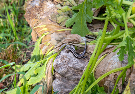 Dying And Drying Leaves In The Garden Make A Nice Place For This Little Five Lined Skink Lizard To Watch For Insects. Bokeh Effect.