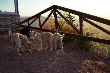 Fototapeta premium Jordan puppies playing on the roadside