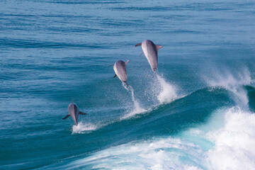 Three dolphins jumping out the back of a wave
