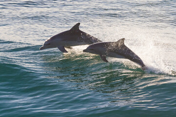 Two sparkling dolphins jumping out of the water at sunrise - obrazy, fototapety, plakaty