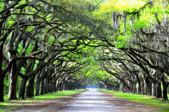 A breathtaking road sheltered by live oak trees and Spanish moss near Wormsloe Historic Site, Georgia, U.S.A
