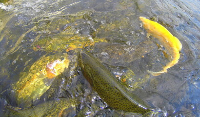 Rainbow trout and golden trout on the surface of the water
