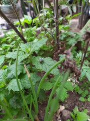 plants in the garden
