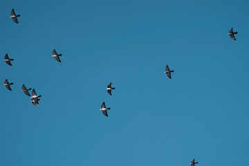 sky, flying, birds, bird, flight, blue, fly, flock, geese, nature, air, migration, freedom, clouds, formation, wildlife, animal, wings, plane, migrating, wild, group, wing, airplane, white