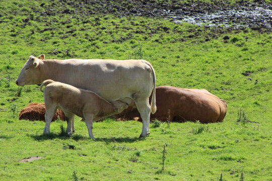 Calf sucking it&rsquo;s mother&rsquo;s teet