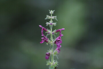 Obraz premium close up purple flower