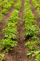 Potato Field. Fresh Green potato Field Agriculture Background.