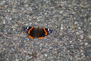 Fototapeta na wymiar butterfly on concrete