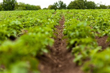 Fototapeta na wymiar Potato Field. Fresh Green potato Field Agriculture Background.