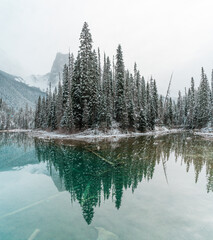 Snowy trees with water reflection