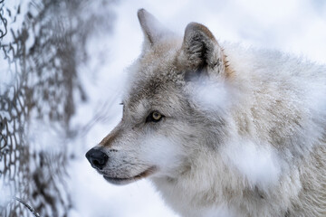 Obraz premium Head of a wolf at winter