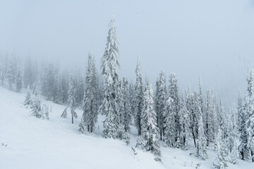 Trees covered by snow in a mist